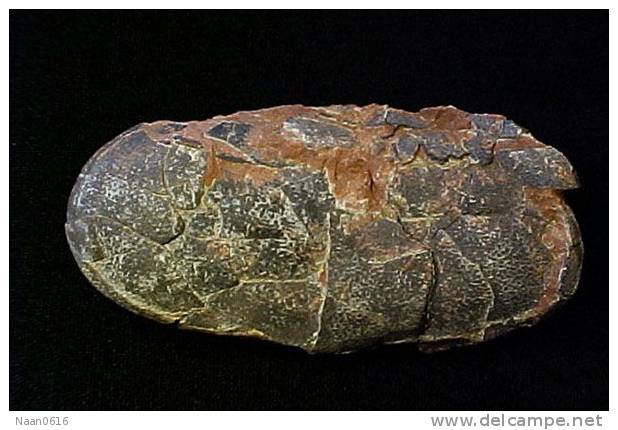 Dinosaur Egg Fossil   , Postal Stationery -- Articles Postaux (A49-38) - Fossielen