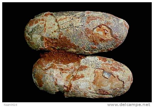 Dinosaur Egg Fossil   , Postal Stationery -- Articles Postaux (A49-42) - Fossili