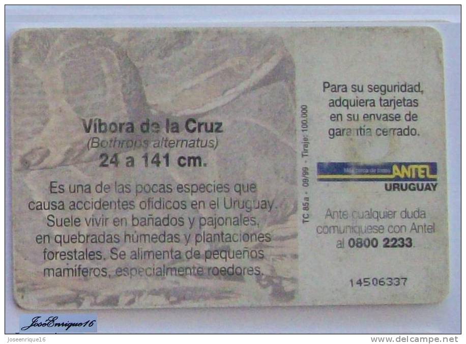 TC 85a VIPER URUGUAY REPTILES - VIBORA DE LA CRUZ - BOTHROPS ALTERNATUS - Uruguay