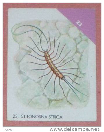 HOUSE CENTIPEDE ( Croatia Sticker ) Mille-pattes Maison Insectes Insects Insectos Insekt Insetto Croatie Autocollant - Other & Unclassified