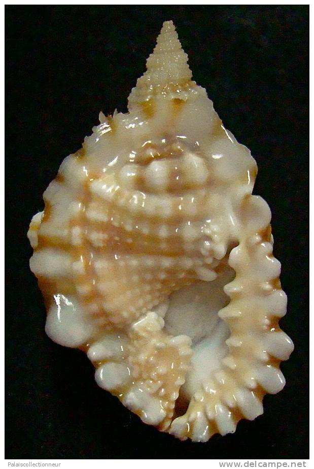 N°3343 //  DISTORSIO  ANUS  " Nelle-CALEDONIE " //  F+++ : 47,2mm // ASSEZ RARE . - Seashells & Snail-shells