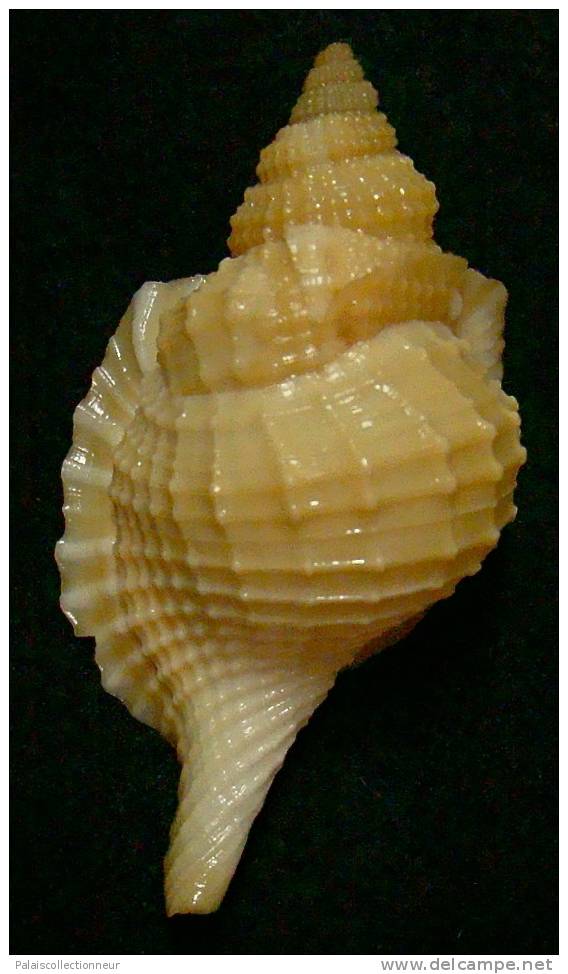 N°3352 //  DISTORSIO  RETICULARIS FRANCESAE  " Nelle-CALEDONIE " // F+++/ GEM : 51,1mm //  RARE . - Seashells & Snail-shells