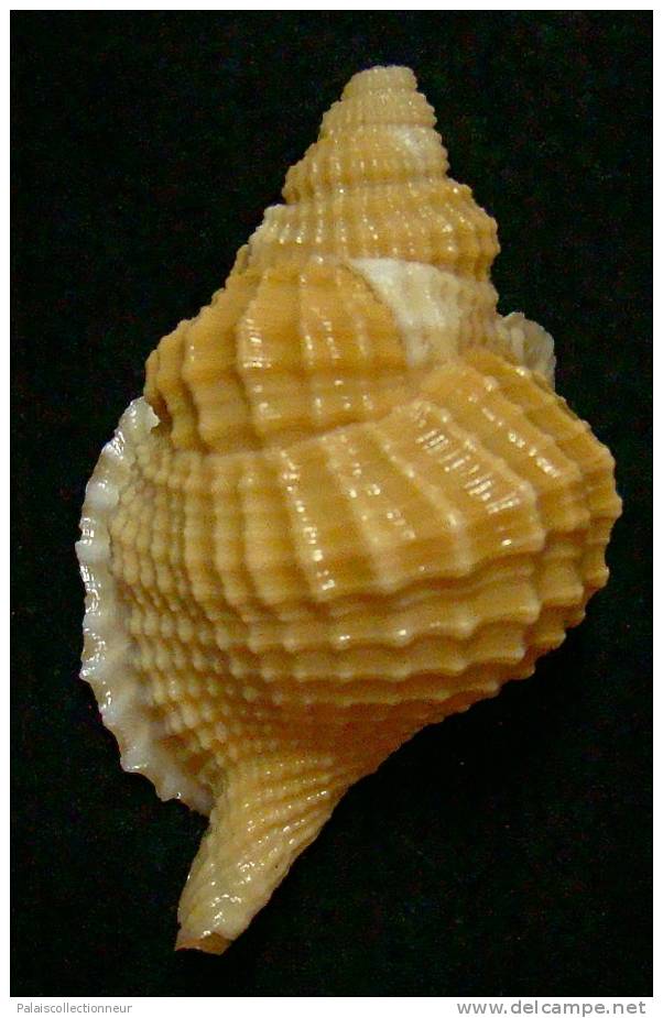 N°3353 //  DISTORSIO  RETICULARIS FRANCESAE  " Nelle-CALEDONIE " // F++/F+++ : 51,1mm //  RARE . - Seashells & Snail-shells