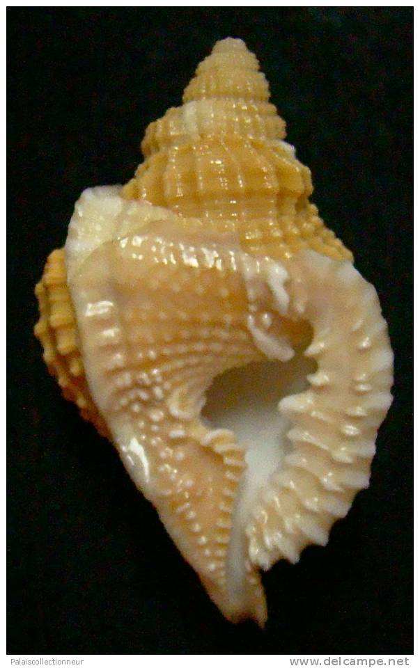 N°3353 //  DISTORSIO  RETICULARIS FRANCESAE  " Nelle-CALEDONIE " // F++/F+++ : 51,1mm //  RARE . - Seashells & Snail-shells