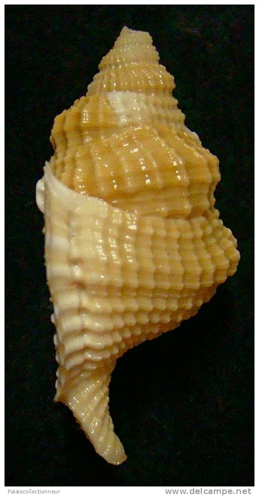 N°3353 //  DISTORSIO  RETICULARIS FRANCESAE  " Nelle-CALEDONIE " // F++/F+++ : 51,1mm //  RARE . - Seashells & Snail-shells