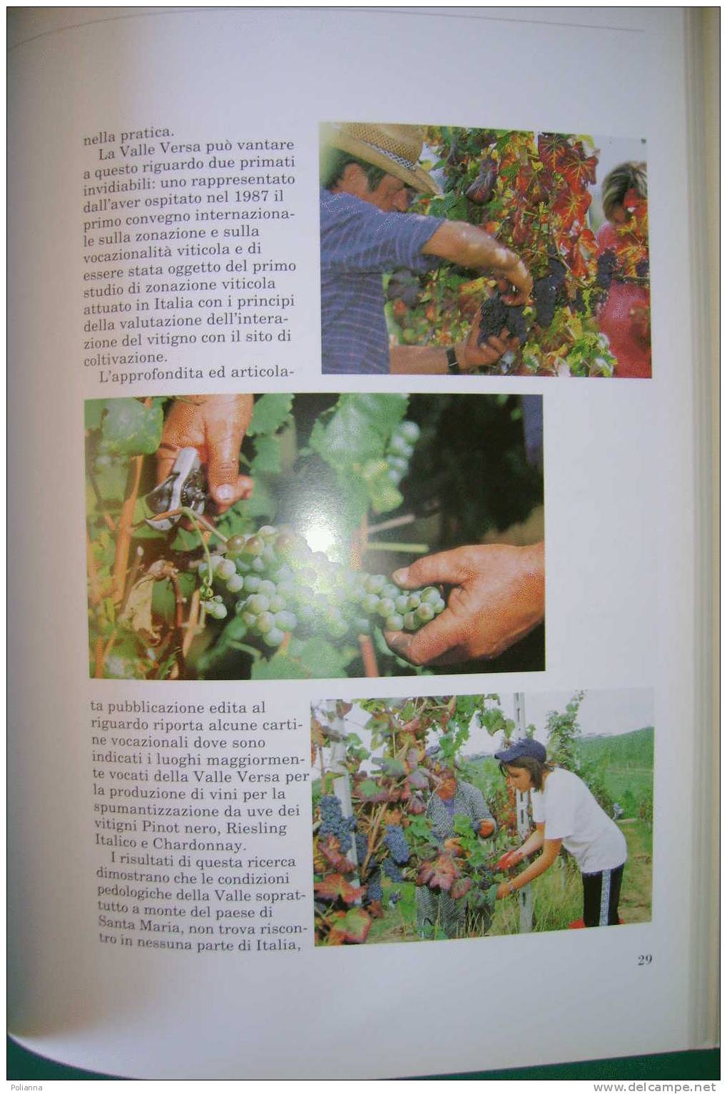 PDD/3 CANTINE LA VERSA 90 ANNI Ed.Pavese 1996/UVA/VENDEMMIA/VINO/SPUMANTE/OLTREPO´ PAVESE/PAVIA - History, Biography, Philosophy