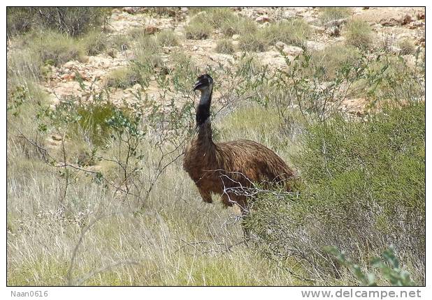 Casuariiformes Emu  Bird  ,  Postal Stationery -Articles Postaux -Postsache F (A50-43) - Ostriches