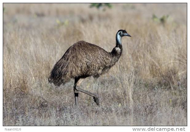 Casuariiformes Emu  Bird  ,  Postal Stationery -Articles Postaux -Postsache F (A50-44) - Avestruces