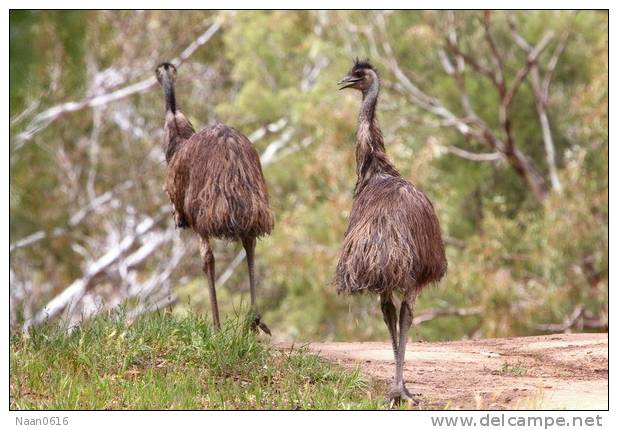 Casuariiformes Emu  Bird  ,  Postal Stationery -Articles Postaux -Postsache F (A50-46) - Struisvogels