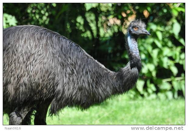Casuariiformes Emu  Bird  ,  Postal Stationery -Articles Postaux -Postsache F (A50-47) - Struisvogels