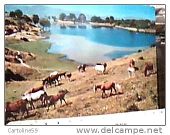 LAGO DEL VENTASSO APPENNINO REGGIANO  REGGIO E. CAVALLI HORSES N1965 CR14821 - Reggio Emilia