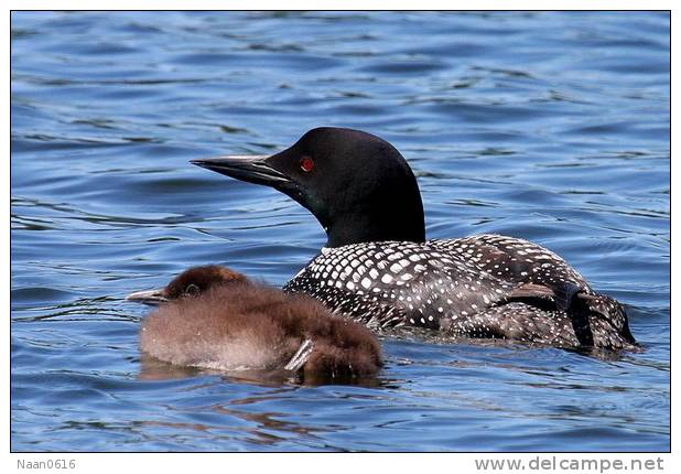 Gaviiformes  Loon  Bird  ,  Postal Stationery -Articles Postaux -Postsache F (A50-55) - Ducks