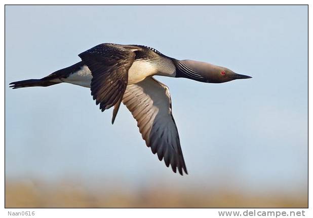 Gaviiformes  Loon  Bird  ,  Postal Stationery -Articles Postaux -Postsache F (A50-58) - Ducks