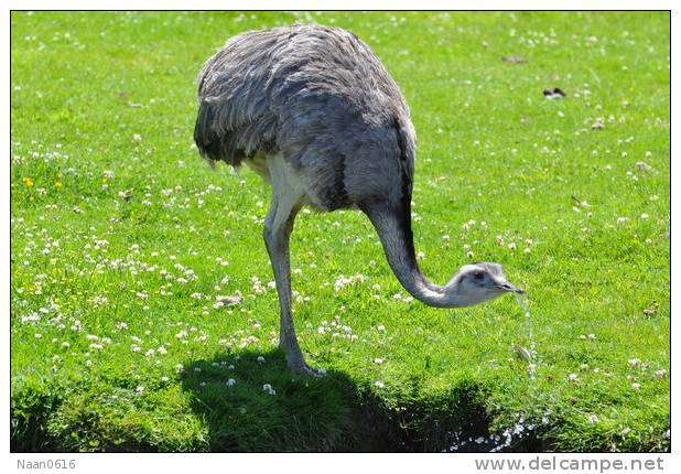 Rheiformes Ostriches   Bird  ,  Postal Stationery -Articles Postaux -Postsache F (A50-78) - Straussen- Und Laufvögel