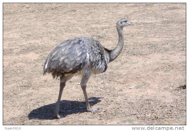 Rheiformes Ostriches   Bird  ,  Postal Stationery -Articles Postaux -Postsache F (A50-79) - Straussen- Und Laufvögel