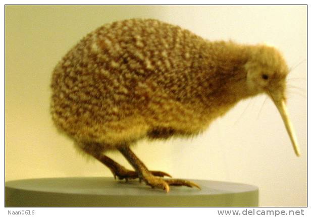 Apterygiformes Kiwi Bird  ,  Postal Stationery -Articles Postaux -Postsache F (A50-36) - Kiwi