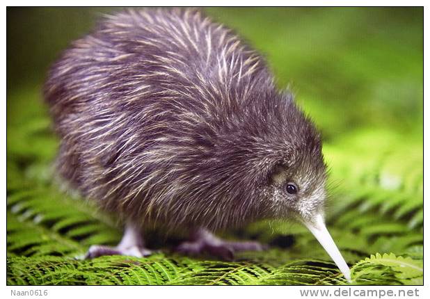 Apterygiformes Kiwi Bird  ,  Postal Stationery -Articles Postaux -Postsache F (A50-35) - Kiwi