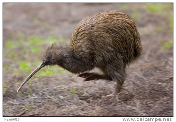 Apterygiformes Kiwi Bird  ,  Postal Stationery -Articles Postaux -Postsache F (A50-32) - Kiwis