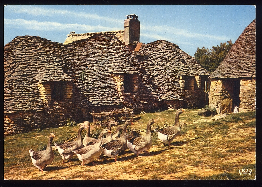 CPM  Animaux Faune  OIES Du Périgord Et Les Bories - Other & Unclassified