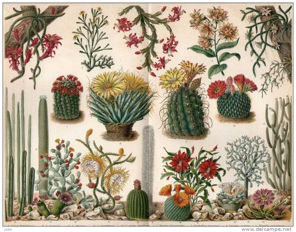 CACTUSES (  Lithography From 1904. ) Cactus Cacto Kaktus Kaktee Cactos Kakteen Lithographie - Lithographien