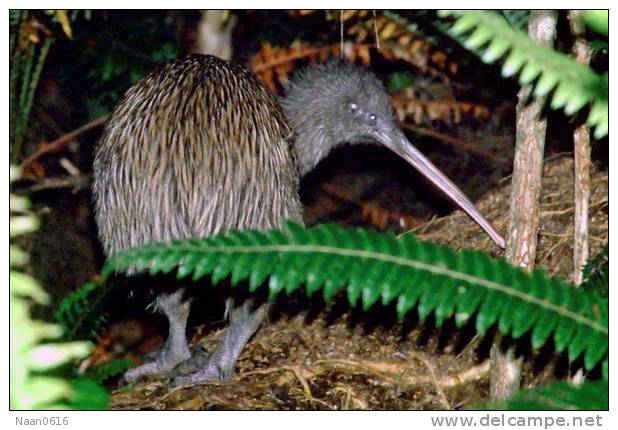 Apterygiformes Kiwi Bird  ,  Postal Stationery -Articles Postaux -Postsache F (A52-39) - Kiwis
