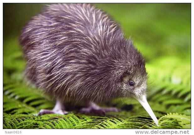 Apterygiformes Kiwi Bird  ,  Postal Stationery -Articles Postaux -Postsache F (A52-41) - Kiwi's