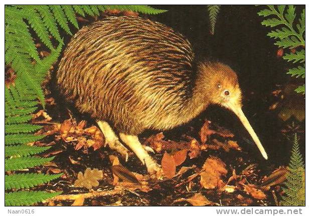 Apterygiformes Kiwi Bird  ,  Postal Stationery -Articles Postaux -Postsache F (A52-44) - Kiwi's