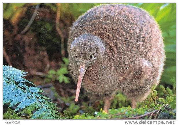 Apterygiformes Kiwi Bird  ,  Postal Stationery -Articles Postaux -Postsache F (A52-45) - Kiwis