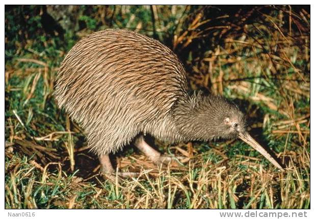 Apterygiformes Kiwi Bird  ,  Postal Stationery -Articles Postaux -Postsache F (A52-49) - Kiwi's