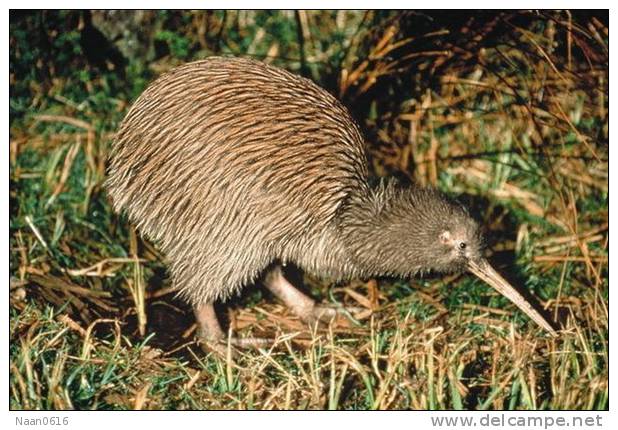 Apterygiformes Kiwi Bird  ,  Postal Stationery -Articles Postaux -Postsache F (A52-49) - Kiwis