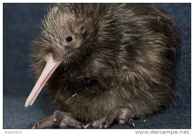 Apterygiformes Kiwi Bird  ,  Postal Stationery -Articles Postaux -Postsache F (A52-51) - Kiwis