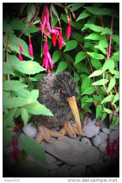 Apterygiformes Kiwi Bird  ,  Postal Stationery -Articles Postaux -Postsache F (A52-53) - Kiwi's