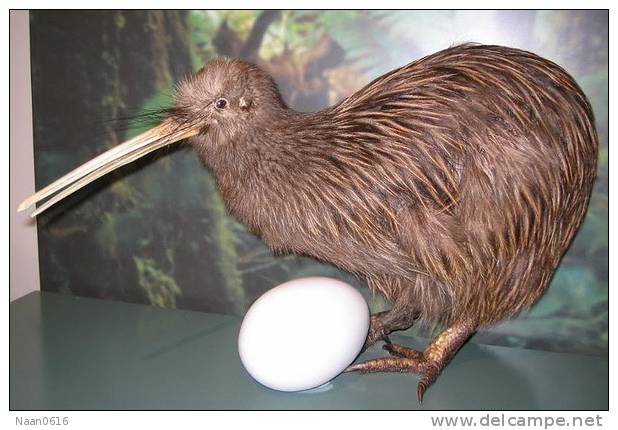 Apterygiformes Kiwi Bird  ,  Postal Stationery -Articles Postaux -Postsache F (A52-54) - Kiwi's