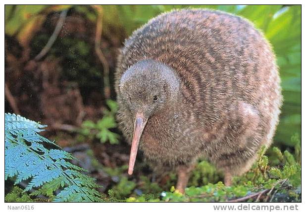 Apterygiformes Kiwi Bird  ,  Postal Stationery -Articles Postaux -Postsache F (A52-57) - Kiwi's
