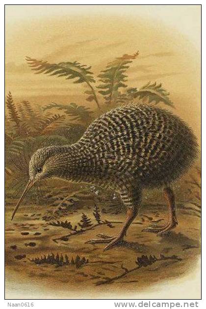 Apterygiformes Kiwi Bird  ,  Postal Stationery -Articles Postaux -Postsache F (A52-60) - Kiwi