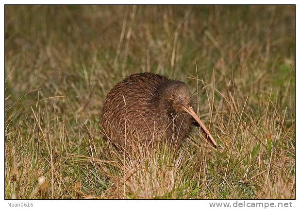 Apterygiformes Kiwi Bird  ,  Postal Stationery -Articles Postaux -Postsache F (A52-63) - Kiwi
