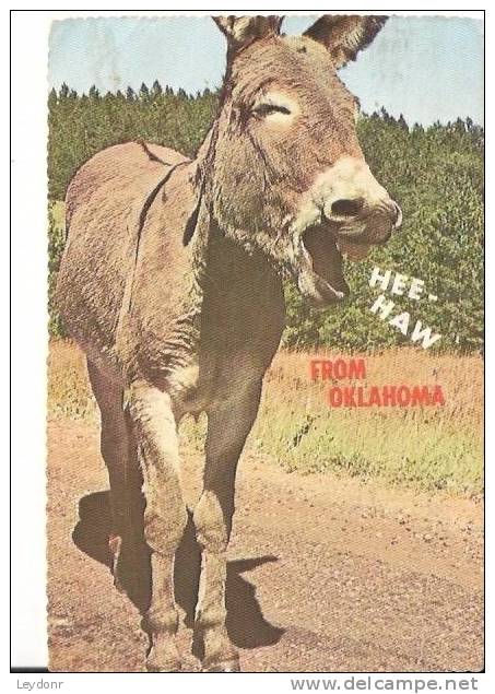 HEE-HAW From Oklahoma - Andere & Zonder Classificatie