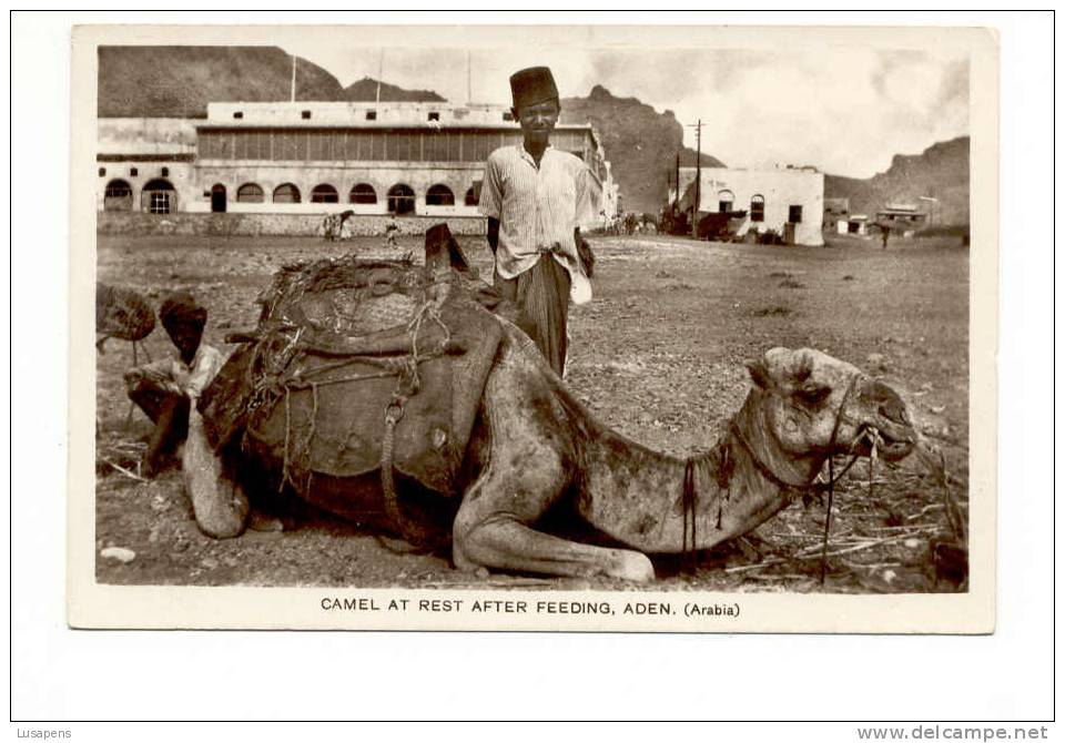 OLD FOREIGN 5384 -yemen Aden -  CAMEL AT REST AFTER FEEDING ADEN ARABIA - Jemen