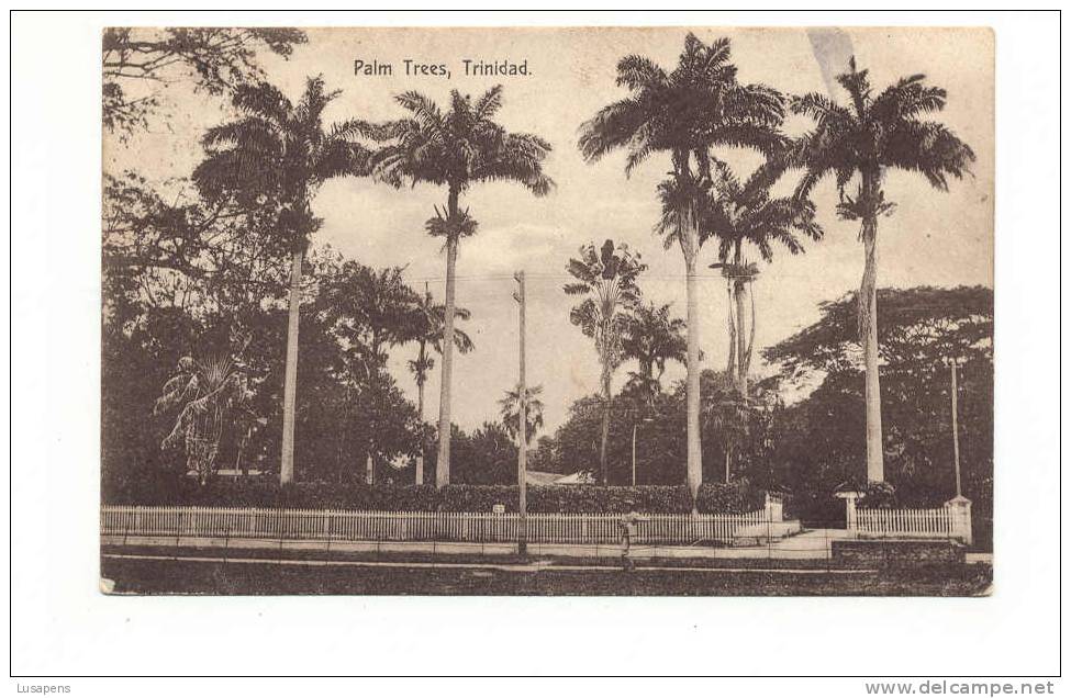 OLD FOREIGN 5501 - TRINIDAD - PALM TREES - Trinidad