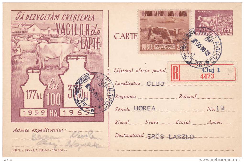 Agriculture, Farm Farming COWS  1961 Registred  Postcard Stationery + Stamps Concordante RARE ! - Romania - Agriculture