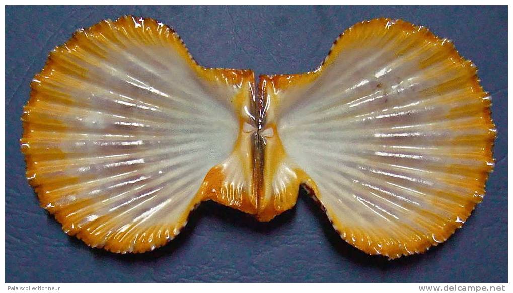 N°3363 //  GLORIPALLIUM PALLIUM  " Nelle-CALEDONIE " // GEM : 63,7mm //  PEU COURANT . - Seashells & Snail-shells