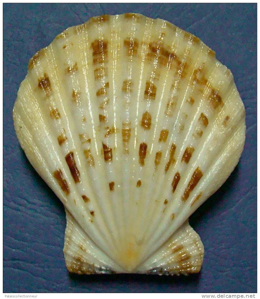 N°3374 //  COMPTOPALLIUM  RADULA  " Nelle-CALEDONIE " // F+++ : 74,1mm //  PEU COURANT . - Muscheln & Schnecken