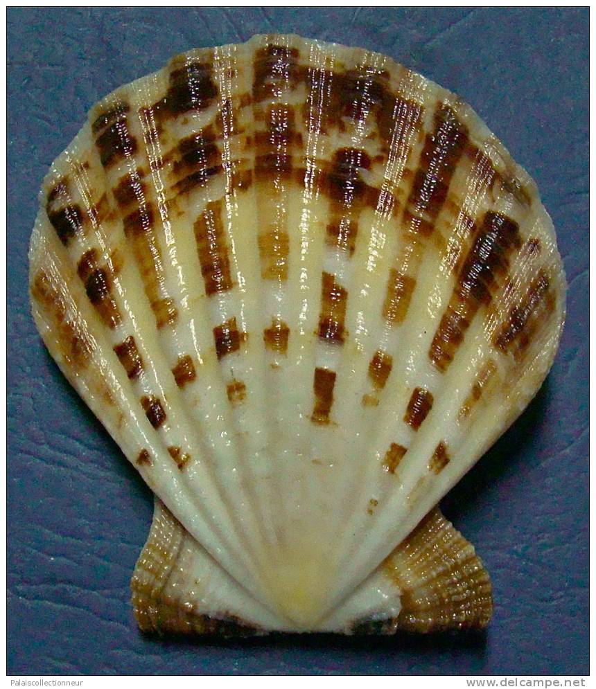 N°3375 //  COMPTOPALLIUM  RADULA  " Nelle-CALEDONIE " // F+++/ GEM : 74,2mm //  PEU COURANT . - Seashells & Snail-shells