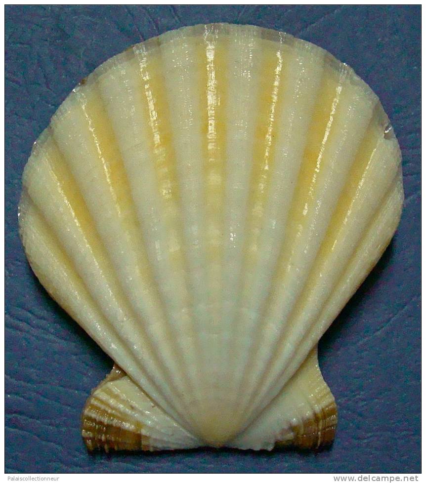 N°3375 //  COMPTOPALLIUM  RADULA  " Nelle-CALEDONIE " // F+++/ GEM : 74,2mm //  PEU COURANT . - Seashells & Snail-shells