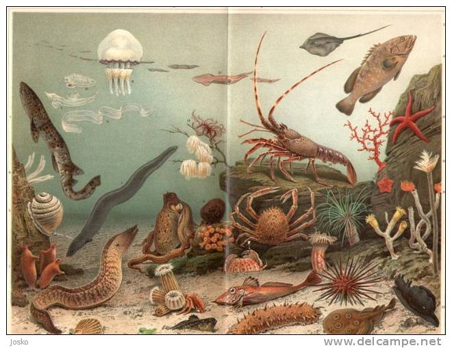 AQUARIUM 1. ( Old Original Lithography From 1904.) Acuario Acquario Aquário Fish Poisson Sea Shell Snail Escargot Winkle - Lithographien