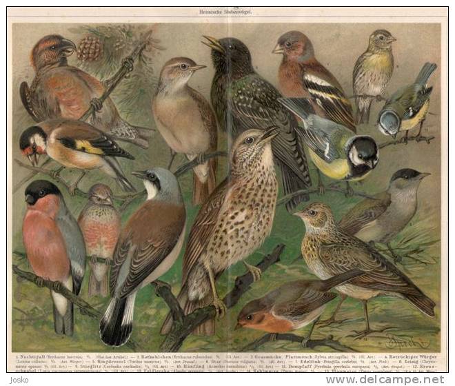 HOUSE-BIRD ( Old Original Lithography From 1904. ) Oiseau Birds Tit Mésange Nightingale Rossignol Crossbill Bec-croisé - Lithographies