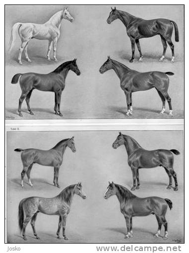 HORSE BREEDS ( Old Original Lithography From 1904. ) Cheval Caballo Pferd Cavallo Paard Cavalo Horses Breed Race Races - Lithographies