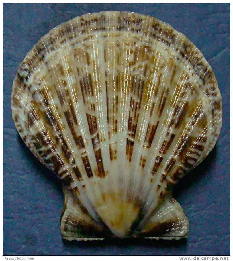 N°3390 //  SEMIPALLIUM  VEXILLUM ZETEKI " Nelle-CALEDONIE " // F+++/GEM : GEANT : 49,6mm // ASSEZ RARE . - Conchas Y Caracoles