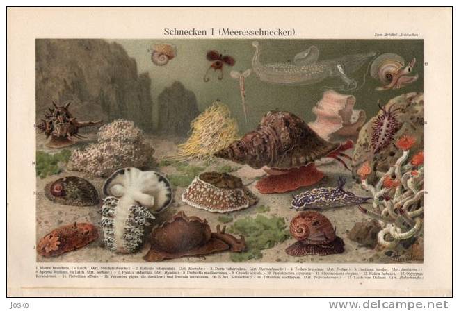 SNAILS 1. ( Old Original Lithography From 1904. ) * Snail Escargot Caracol Schnecke Lumaca Slak Caracol Shell Winkle - Lithographies