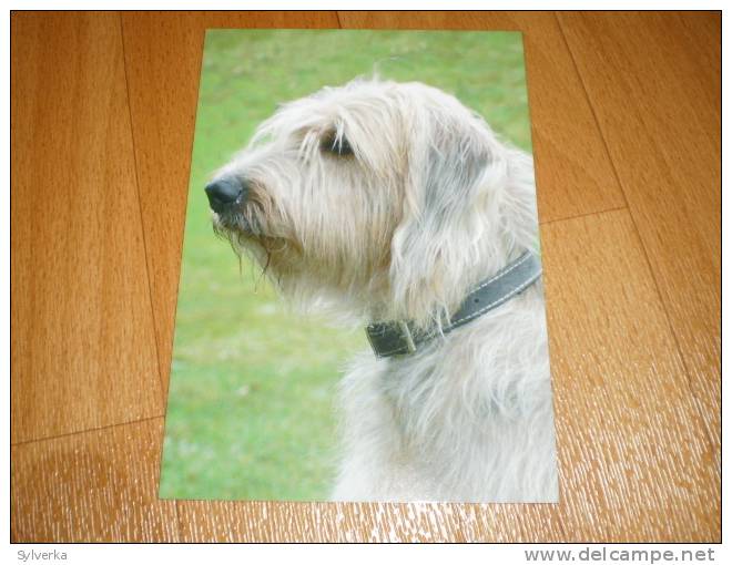 Hund Dog Bosnian Coarse-haired Hound Tschechien Postkarte Postcard - Chiens